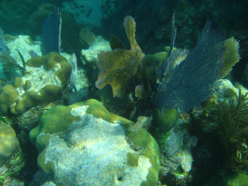 John-Pennekamp-Coral-Reef-Park-Snorkeling-Tour-235