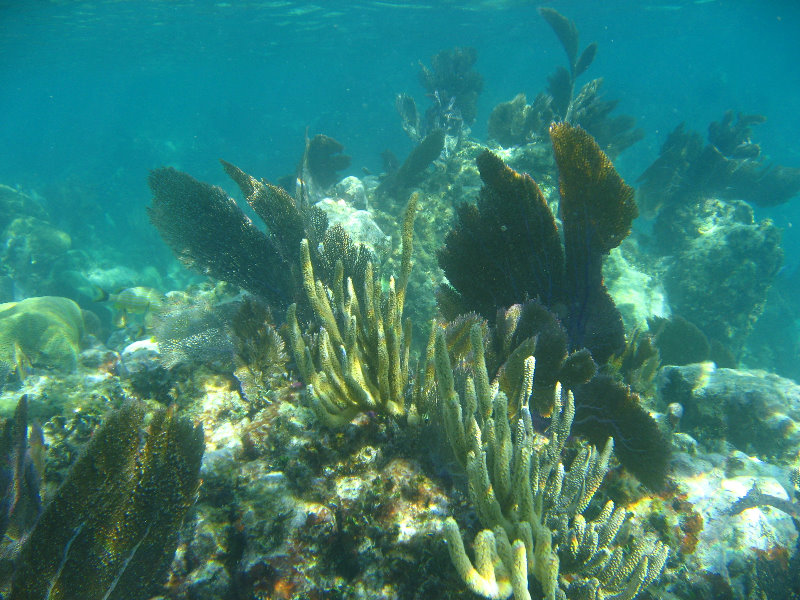 John-Pennekamp-Coral-Reef-Park-Snorkeling-Tour-241