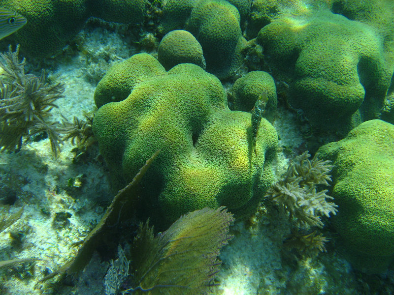 John-Pennekamp-Coral-Reef-Park-Snorkeling-Tour-242