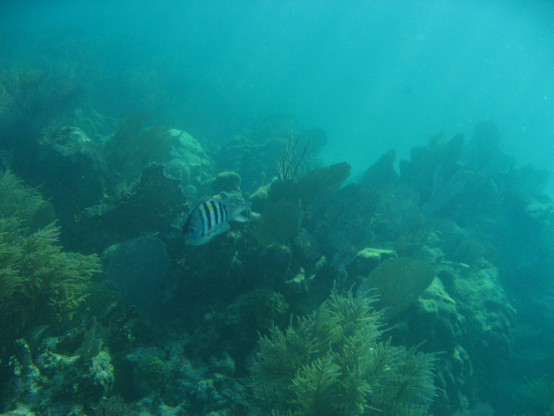 John-Pennekamp-Coral-Reef-Park-Snorkeling-Tour-244