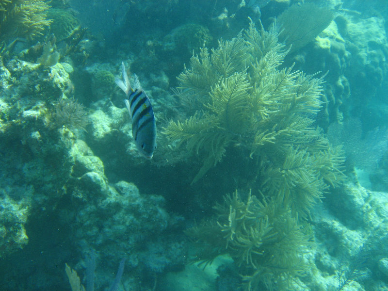John-Pennekamp-Coral-Reef-Park-Snorkeling-Tour-245