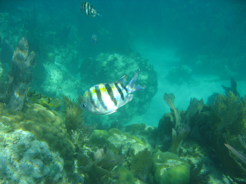 John-Pennekamp-Coral-Reef-Park-Snorkeling-Tour-251