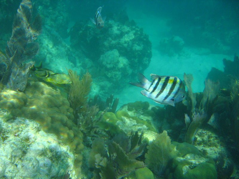 John-Pennekamp-Coral-Reef-Park-Snorkeling-Tour-252