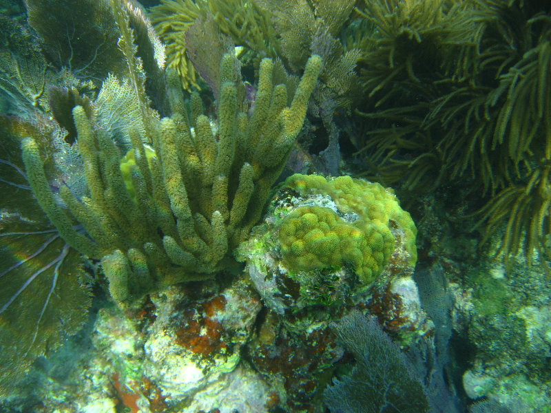 John-Pennekamp-Coral-Reef-Park-Snorkeling-Tour-258