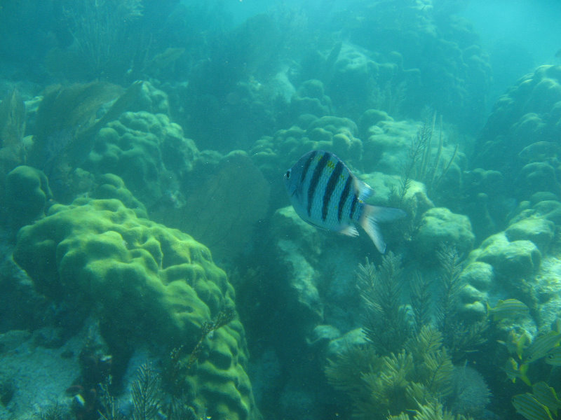 John-Pennekamp-Coral-Reef-Park-Snorkeling-Tour-262
