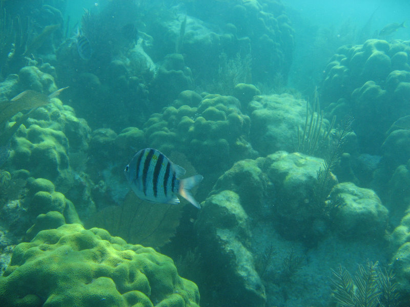 John-Pennekamp-Coral-Reef-Park-Snorkeling-Tour-263