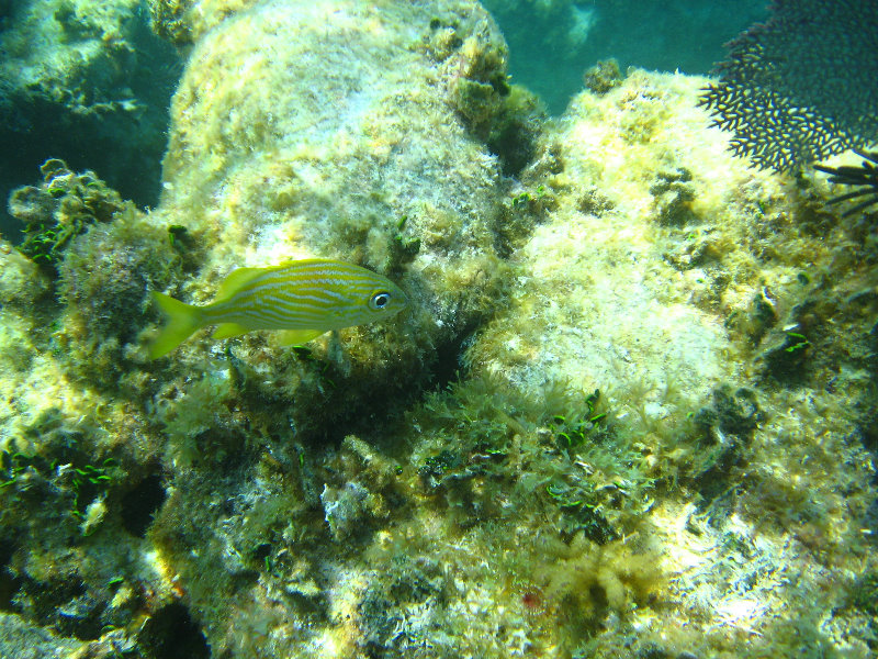 John-Pennekamp-Coral-Reef-Park-Snorkeling-Tour-271
