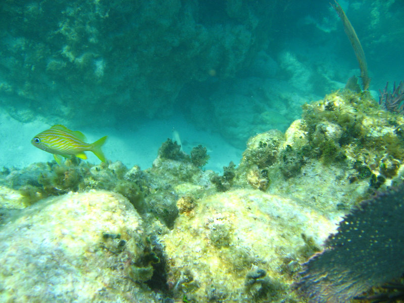 John-Pennekamp-Coral-Reef-Park-Snorkeling-Tour-272