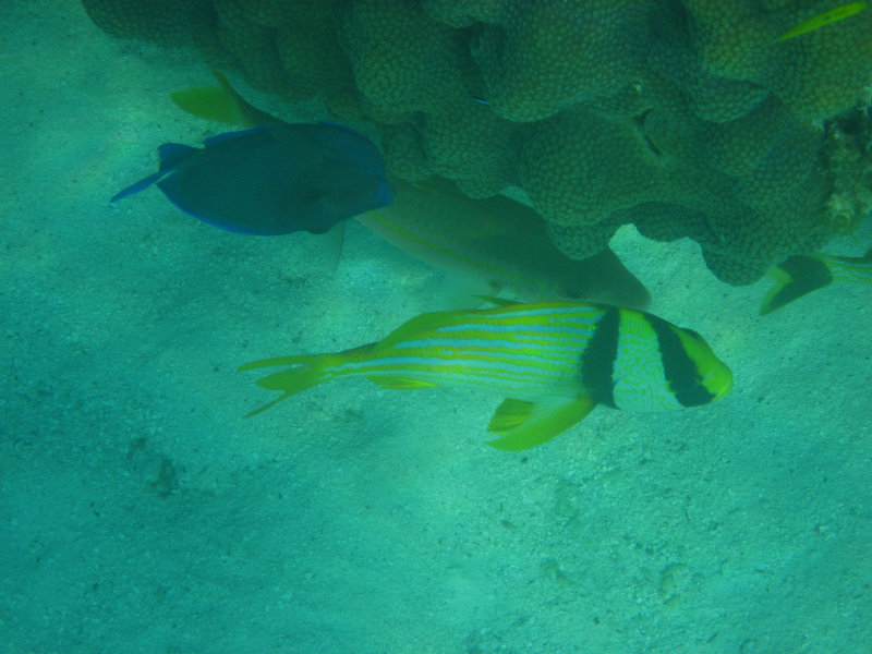 John-Pennekamp-Coral-Reef-Park-Snorkeling-Tour-277