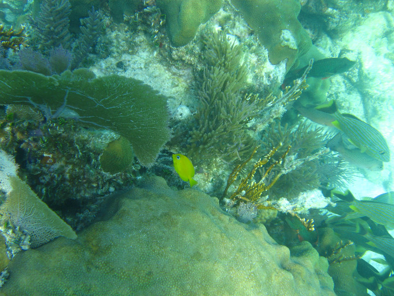 John-Pennekamp-Coral-Reef-Park-Snorkeling-Tour-283