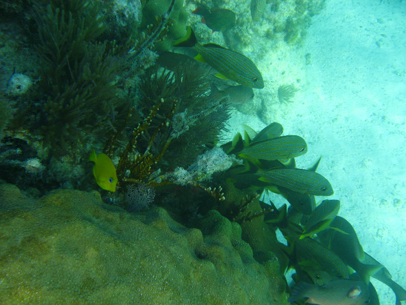 John-Pennekamp-Coral-Reef-Park-Snorkeling-Tour-284