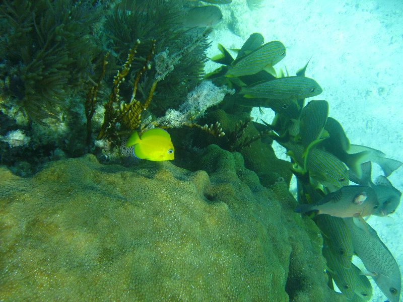 John-Pennekamp-Coral-Reef-Park-Snorkeling-Tour-285