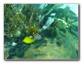 John-Pennekamp-Coral-Reef-Park-Snorkeling-Tour-003