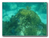 John-Pennekamp-Coral-Reef-Park-Snorkeling-Tour-009