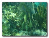John-Pennekamp-Coral-Reef-Park-Snorkeling-Tour-016
