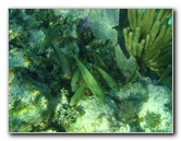 John-Pennekamp-Coral-Reef-Park-Snorkeling-Tour-019