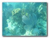 John-Pennekamp-Coral-Reef-Park-Snorkeling-Tour-021