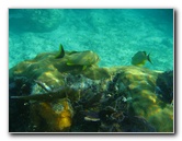 John-Pennekamp-Coral-Reef-Park-Snorkeling-Tour-023