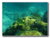 John-Pennekamp-Coral-Reef-Park-Snorkeling-Tour-027
