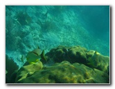 John-Pennekamp-Coral-Reef-Park-Snorkeling-Tour-028