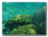 John-Pennekamp-Coral-Reef-Park-Snorkeling-Tour-029
