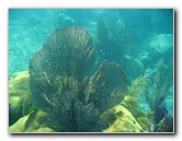 John-Pennekamp-Coral-Reef-Park-Snorkeling-Tour-030