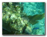 John-Pennekamp-Coral-Reef-Park-Snorkeling-Tour-033