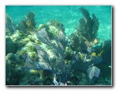 John-Pennekamp-Coral-Reef-Park-Snorkeling-Tour-037