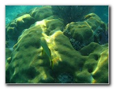 John-Pennekamp-Coral-Reef-Park-Snorkeling-Tour-041