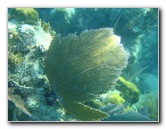 John-Pennekamp-Coral-Reef-Park-Snorkeling-Tour-053