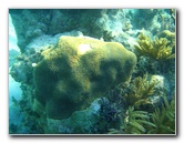 John-Pennekamp-Coral-Reef-Park-Snorkeling-Tour-054