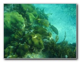 John-Pennekamp-Coral-Reef-Park-Snorkeling-Tour-057