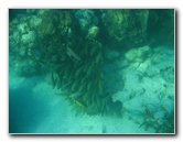 John-Pennekamp-Coral-Reef-Park-Snorkeling-Tour-069