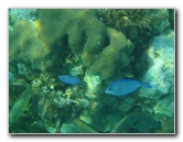 John-Pennekamp-Coral-Reef-Park-Snorkeling-Tour-072