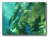 John-Pennekamp-Coral-Reef-Park-Snorkeling-Tour-073