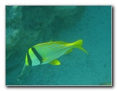 John-Pennekamp-Coral-Reef-Park-Snorkeling-Tour-074