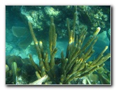 John-Pennekamp-Coral-Reef-Park-Snorkeling-Tour-081