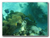 John-Pennekamp-Coral-Reef-Park-Snorkeling-Tour-082