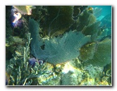 John-Pennekamp-Coral-Reef-Park-Snorkeling-Tour-083