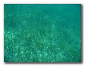 John-Pennekamp-Coral-Reef-Park-Snorkeling-Tour-093