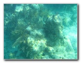 John-Pennekamp-Coral-Reef-Park-Snorkeling-Tour-100