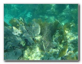 John-Pennekamp-Coral-Reef-Park-Snorkeling-Tour-107