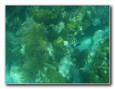 John-Pennekamp-Coral-Reef-Park-Snorkeling-Tour-108