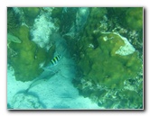 John-Pennekamp-Coral-Reef-Park-Snorkeling-Tour-109