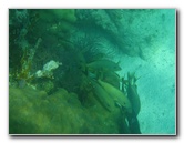 John-Pennekamp-Coral-Reef-Park-Snorkeling-Tour-111