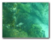 John-Pennekamp-Coral-Reef-Park-Snorkeling-Tour-112