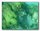 John-Pennekamp-Coral-Reef-Park-Snorkeling-Tour-114