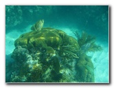 John-Pennekamp-Coral-Reef-Park-Snorkeling-Tour-116
