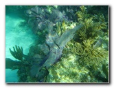 John-Pennekamp-Coral-Reef-Park-Snorkeling-Tour-119