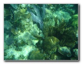 John-Pennekamp-Coral-Reef-Park-Snorkeling-Tour-120